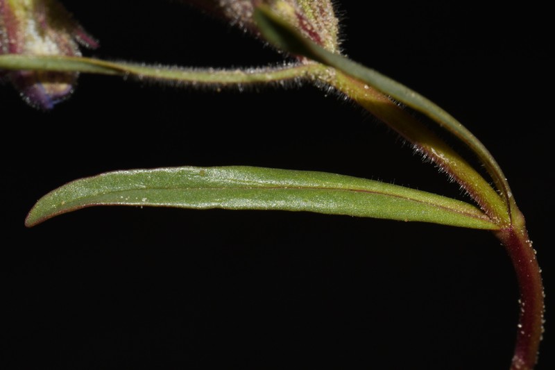 Gorman's Beardtongue photo 2