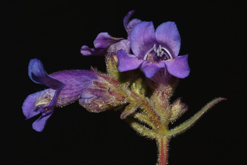Gorman's Beardtongue photo 3