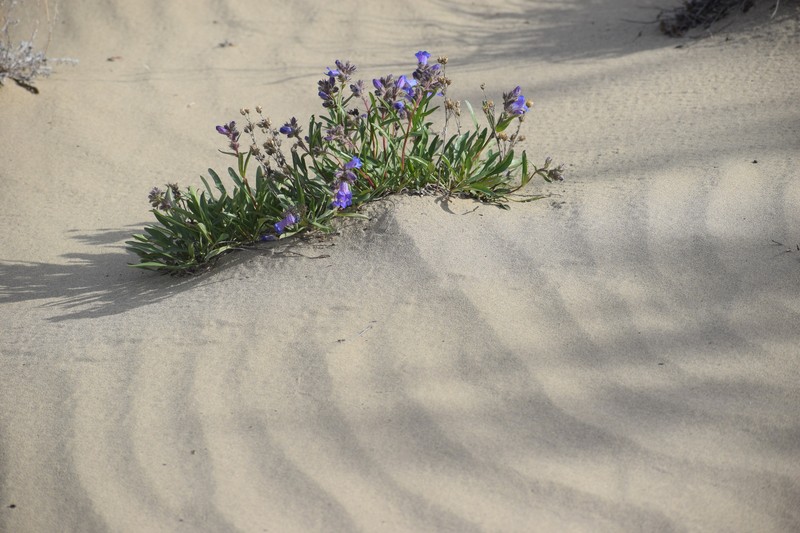 Gorman's Beardtongue photo 4