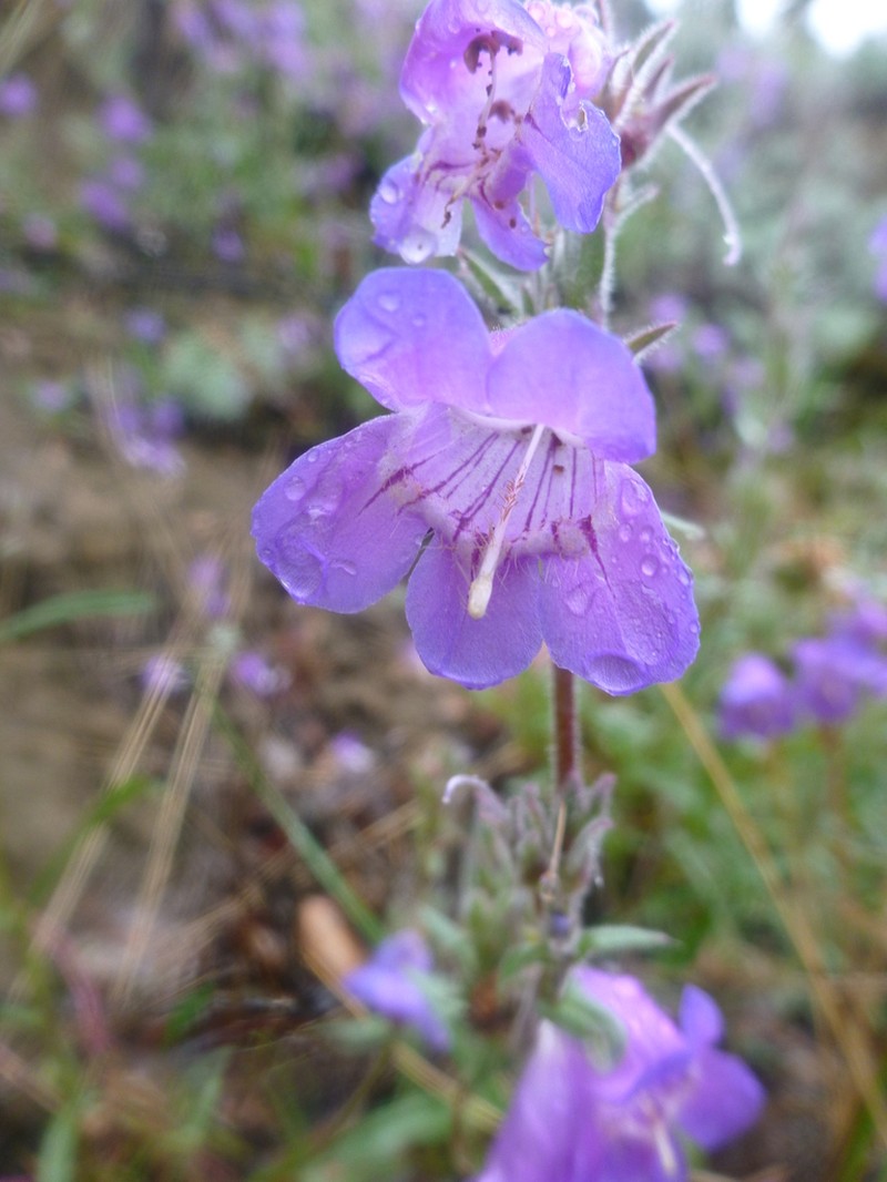 Gorman's Beardtongue photo 5