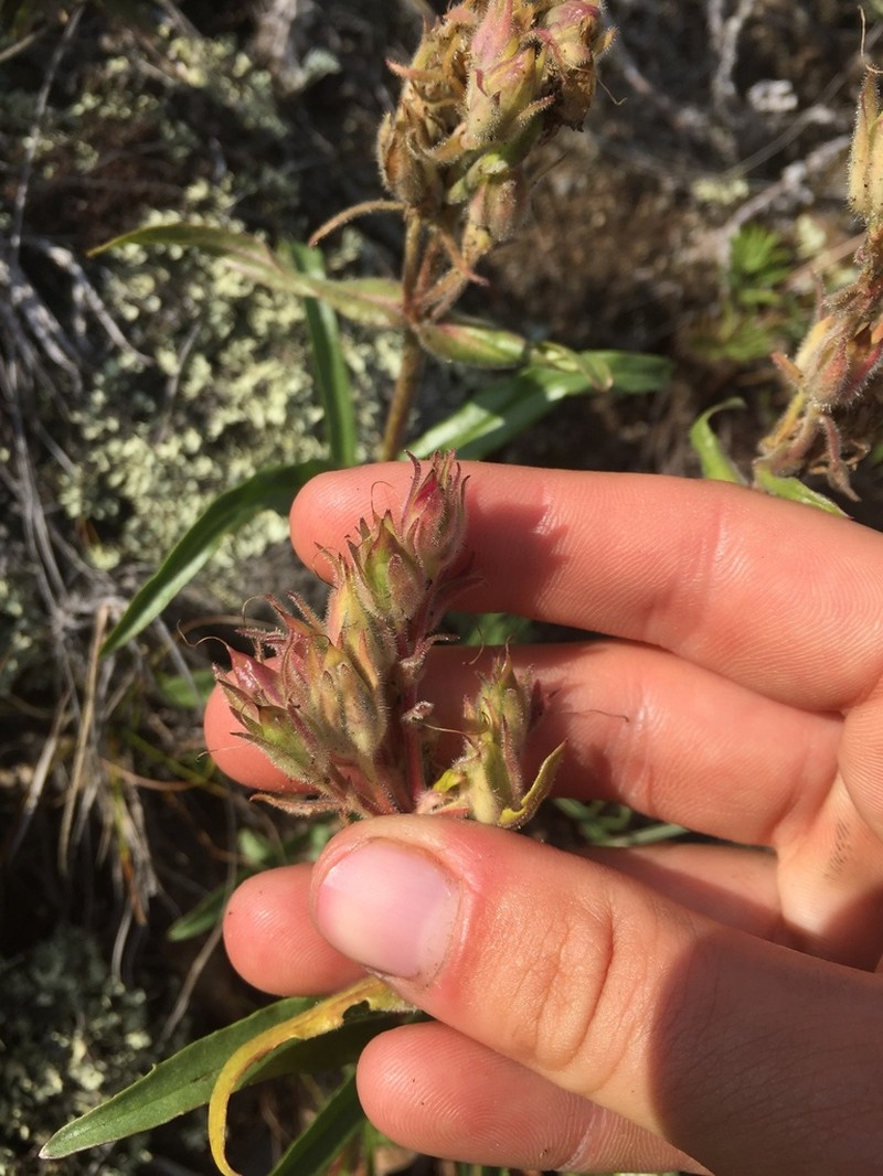 Gorman's Beardtongue photo 6