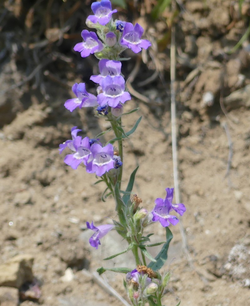 Gorman's Beardtongue photo 7