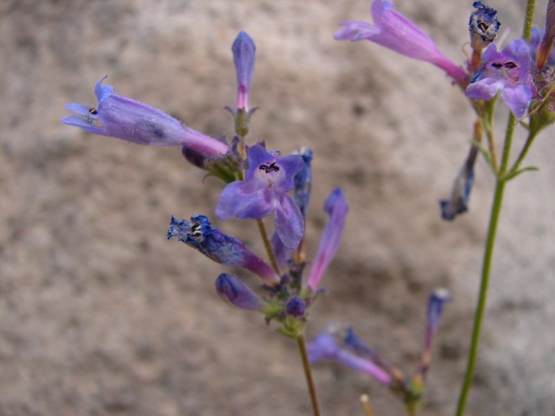 Slender Penstemon