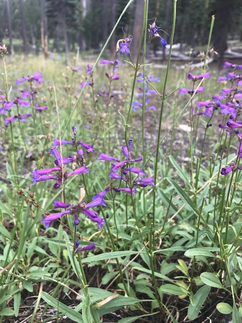 Slender Penstemon photo 2
