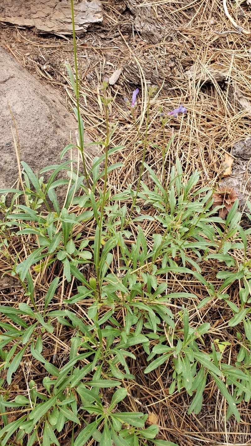 Slender Penstemon photo 3