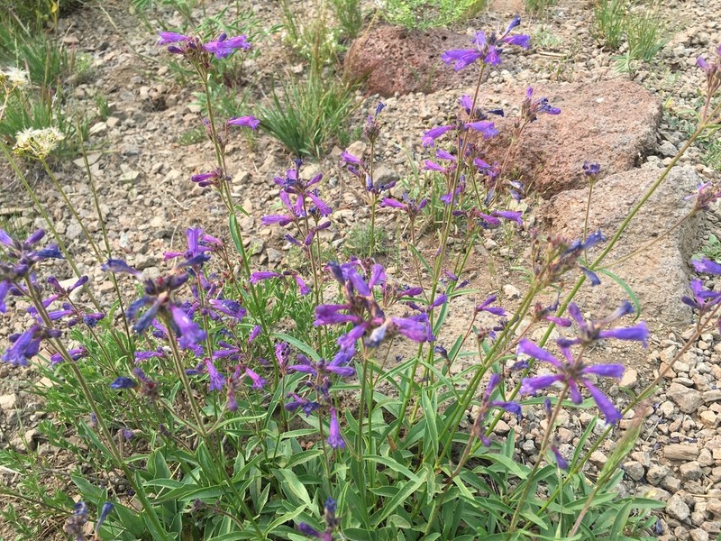 Slender Penstemon photo 4