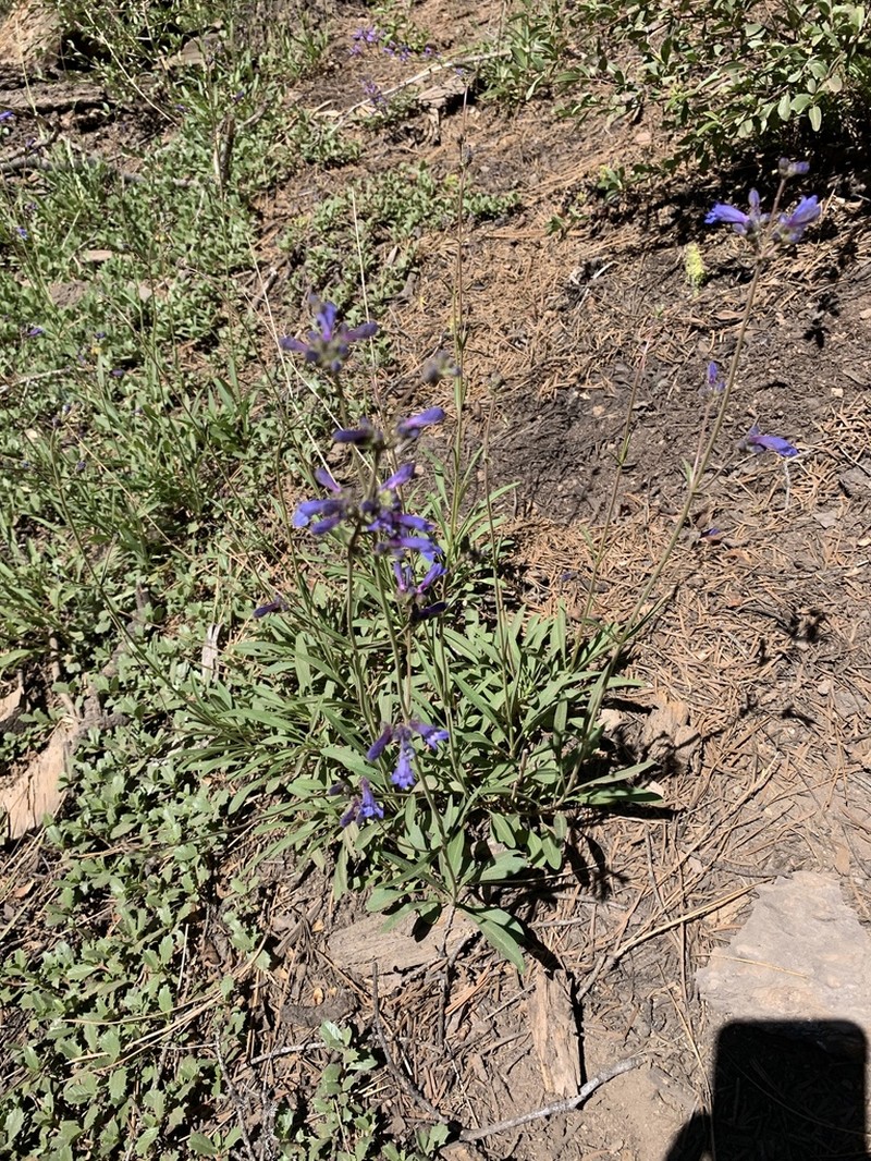 Slender Penstemon photo 5