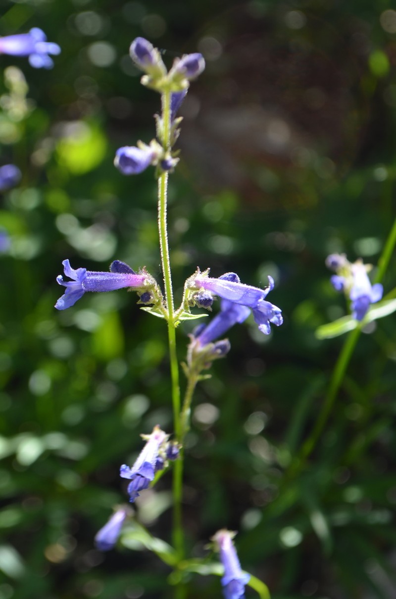 Slender Penstemon photo 6