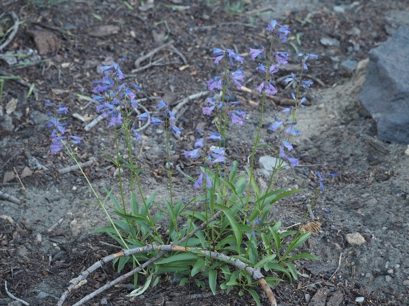 Slender Penstemon photo 7