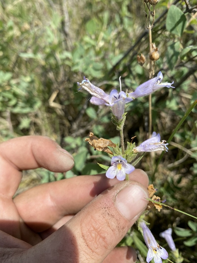 Lilac Penstemon photo 2