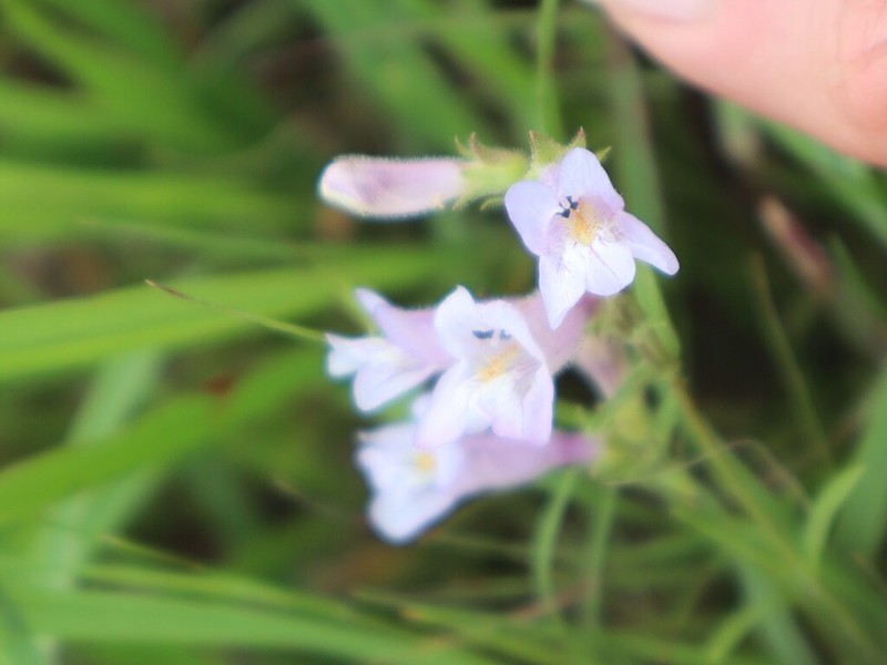 Lilac Penstemon photo 3