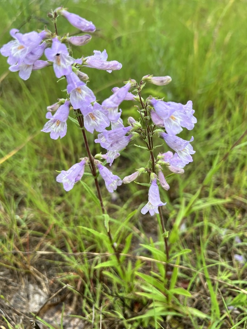 Lilac Penstemon photo 4