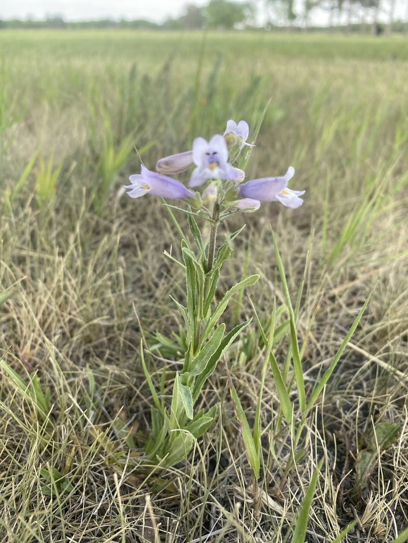 Lilac Penstemon photo 5