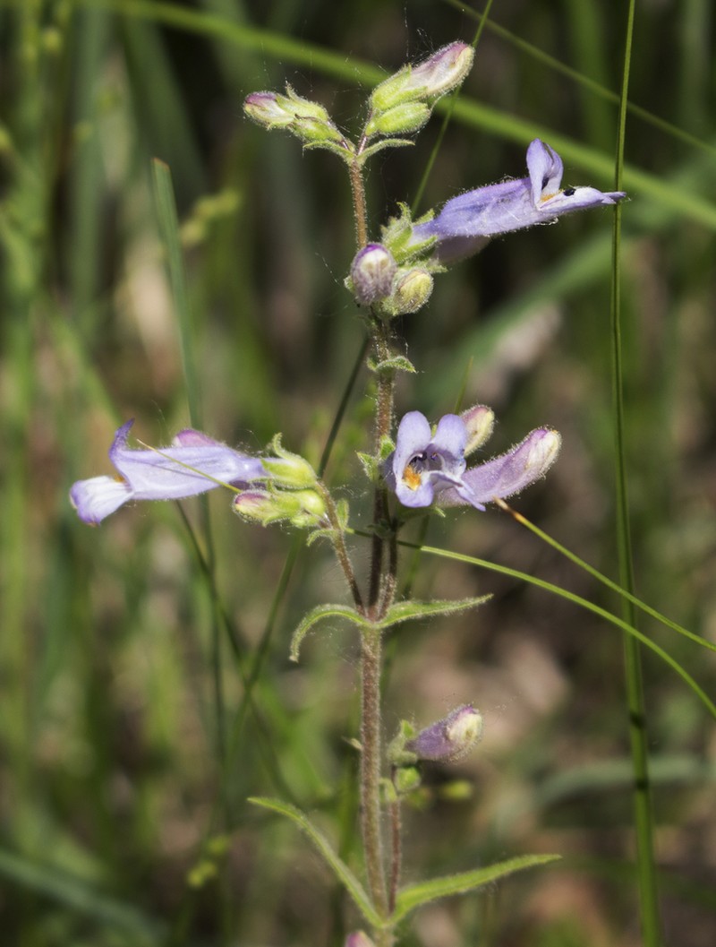 Lilac Penstemon photo 6