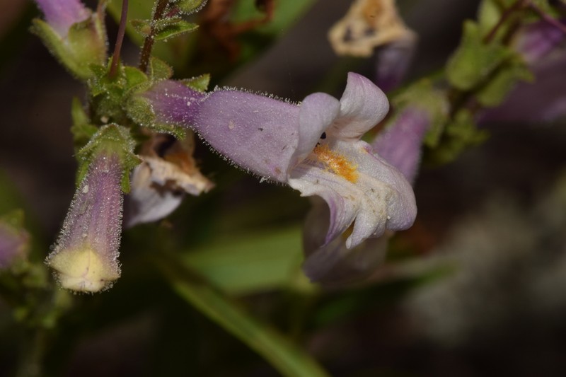 Lilac Penstemon photo 7