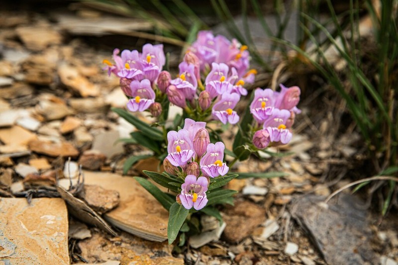 Uinta Basin Beardtongue photo 2