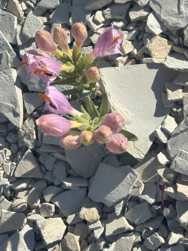 Uinta Basin Beardtongue photo 3