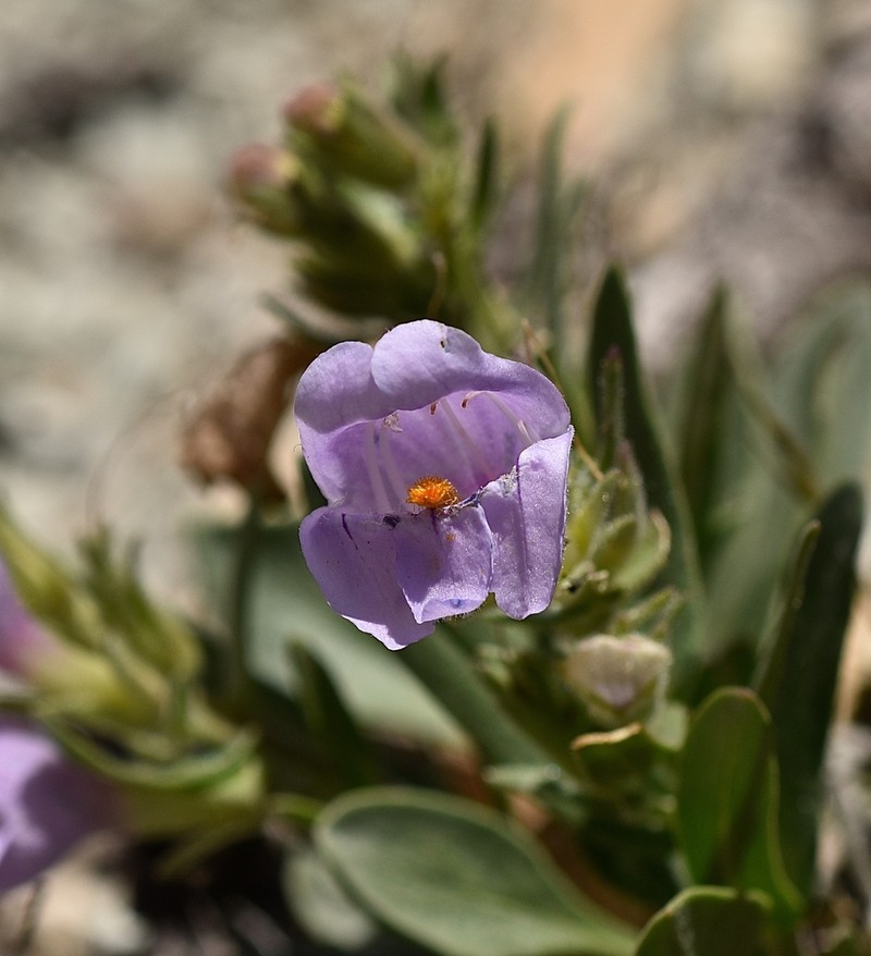 Uinta Basin Beardtongue photo 4