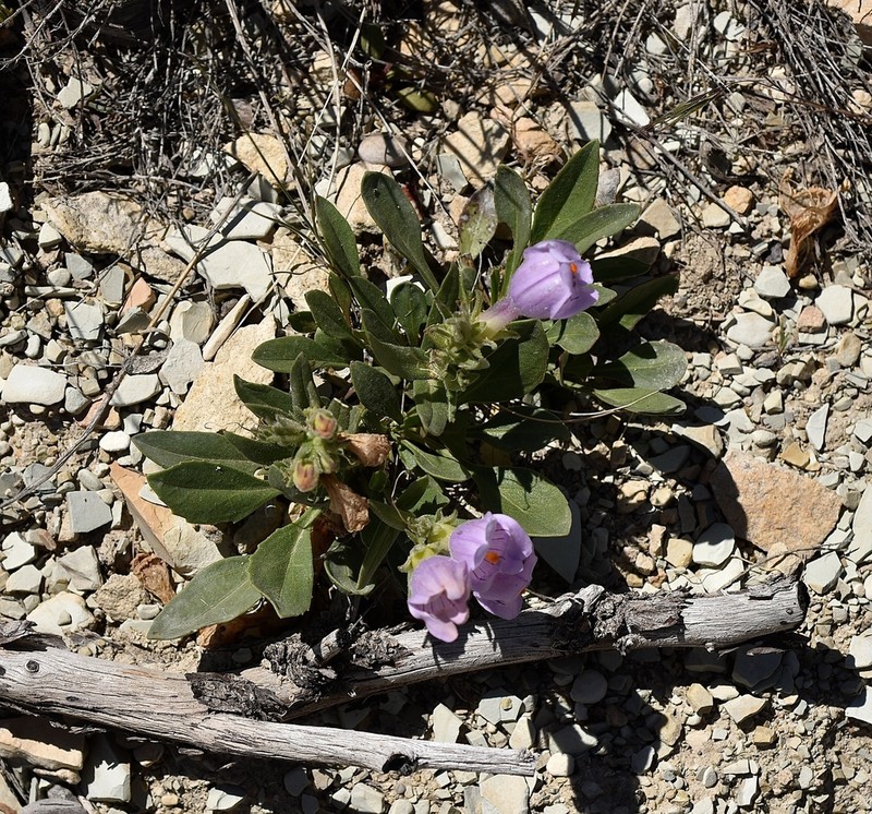Uinta Basin Beardtongue photo 5