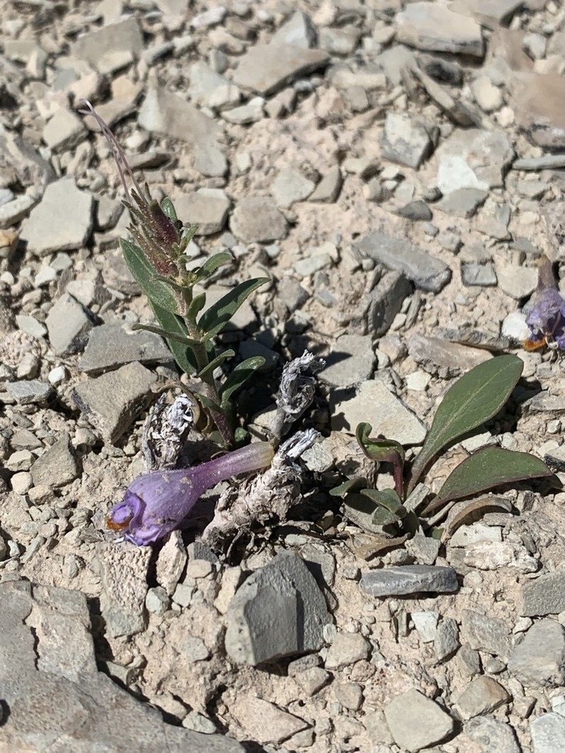 Uinta Basin Beardtongue photo 6