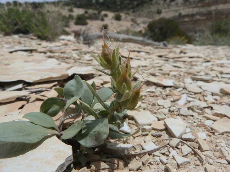 Uinta Basin Beardtongue photo 7