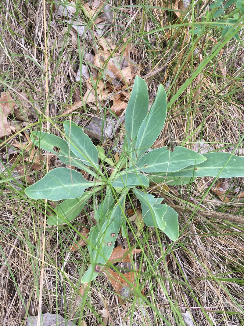 Large Beardtongue photo 2