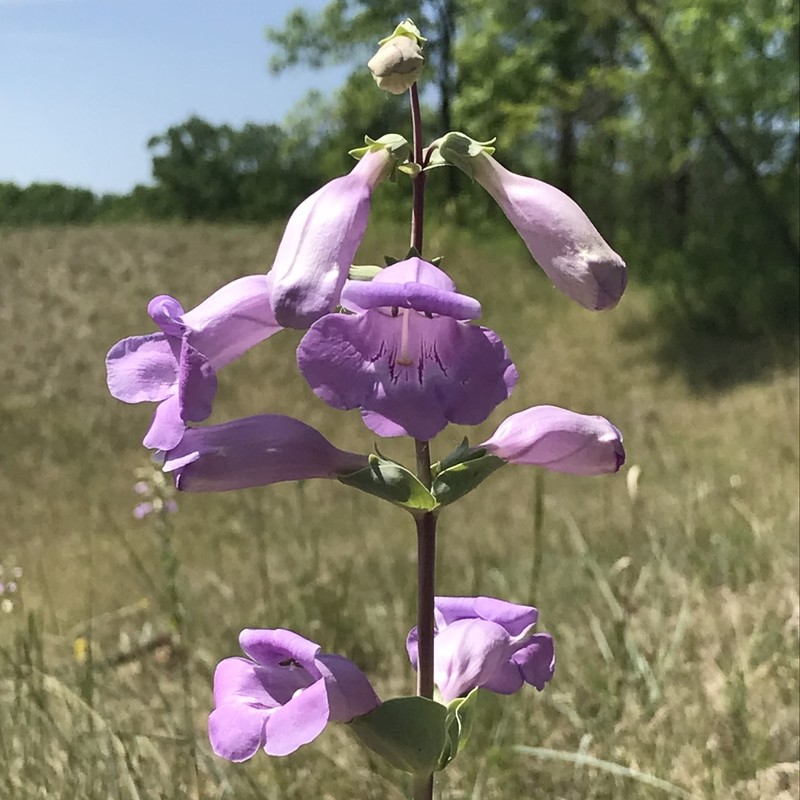 Large Beardtongue photo 3