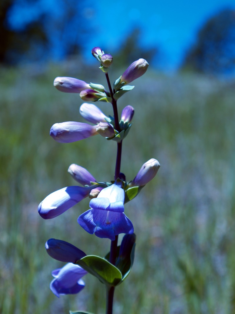 Large Beardtongue photo 4