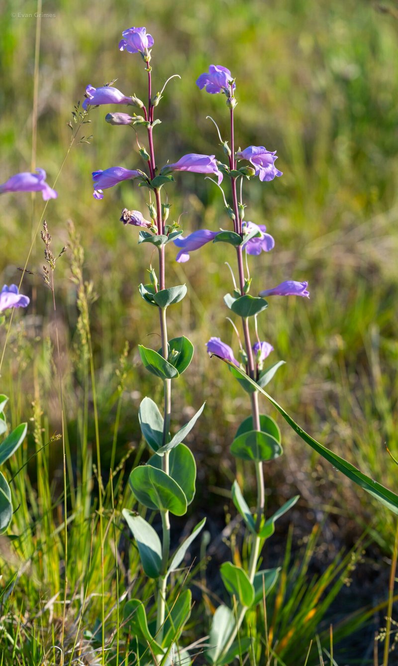 Large Beardtongue