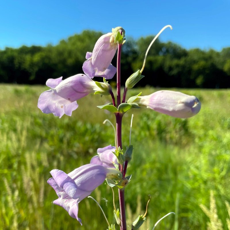 Large Beardtongue photo 5