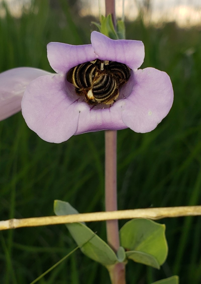 Large Beardtongue photo 4