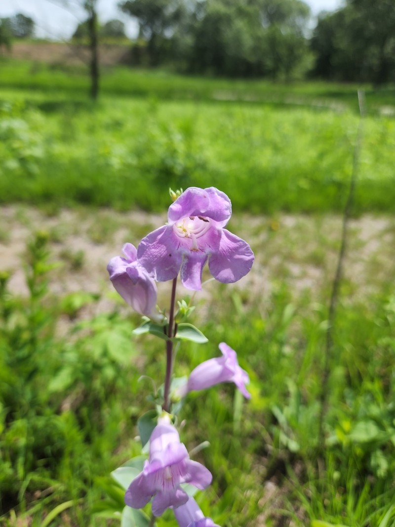 Large Beardtongue photo 5