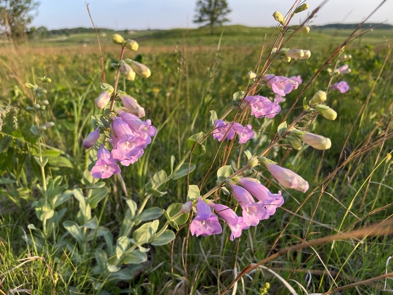 Large Beardtongue photo 6