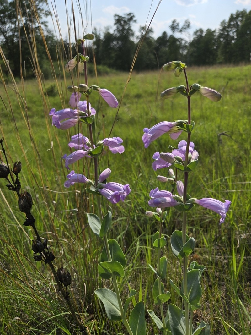Large Beardtongue photo 7
