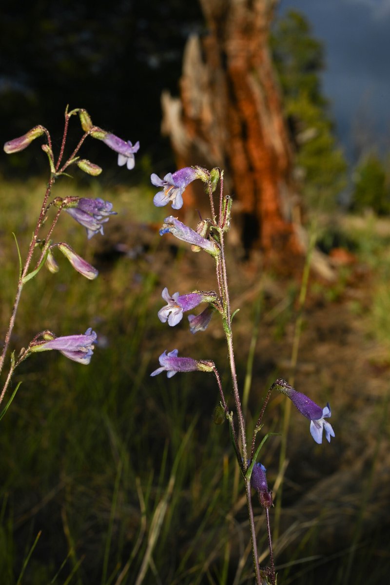 Griffin's Beardtongue