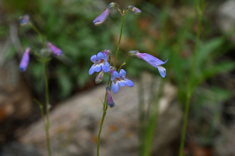 Griffin's Beardtongue photo 2