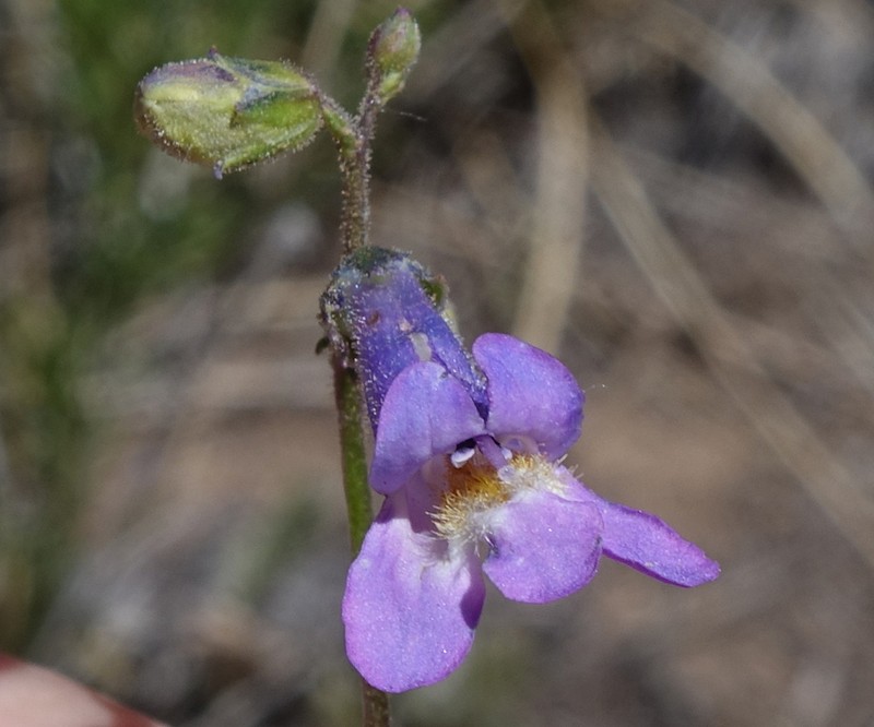 Griffin's Beardtongue photo 3