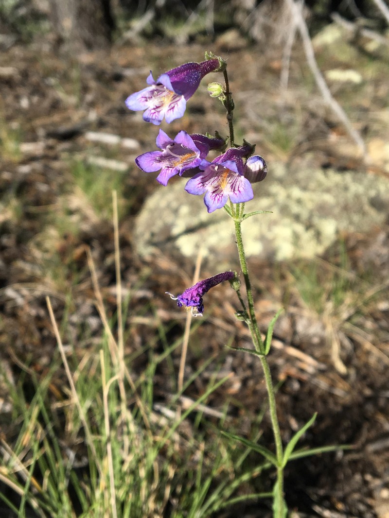 Griffin's Beardtongue photo 4