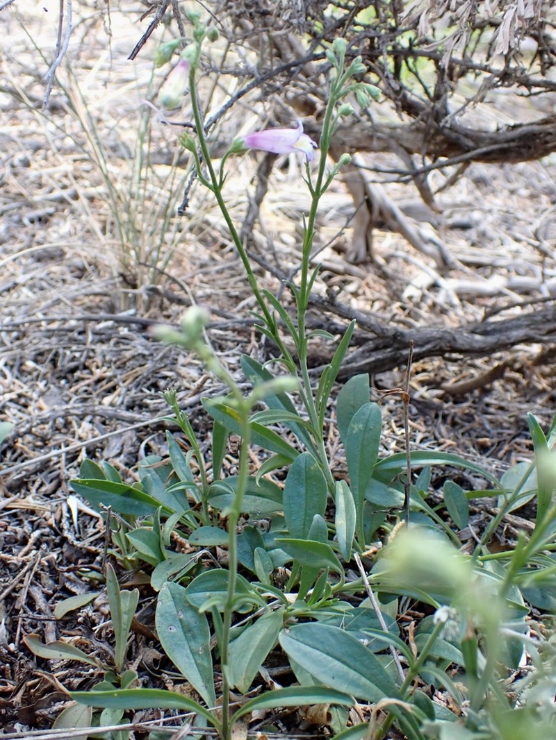 Griffin's Beardtongue photo 5