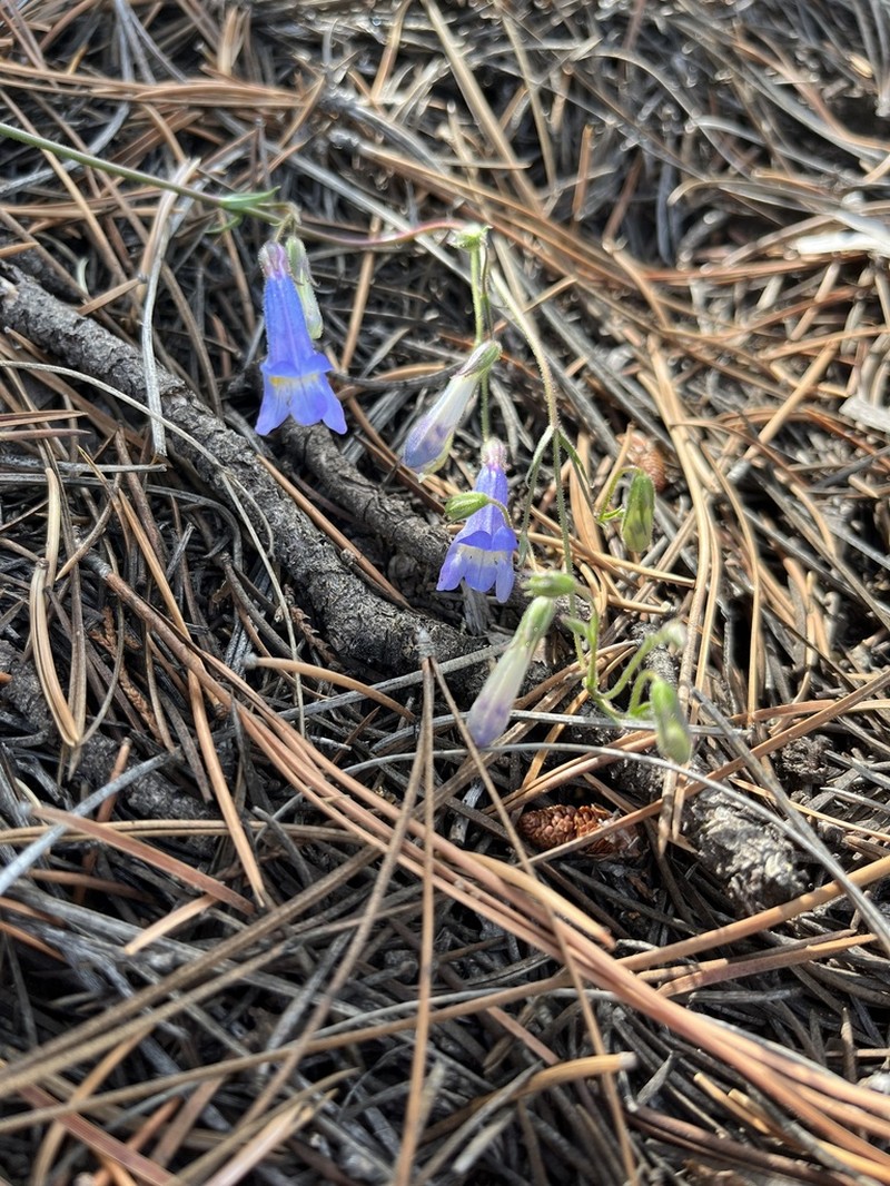 Griffin's Beardtongue photo 6