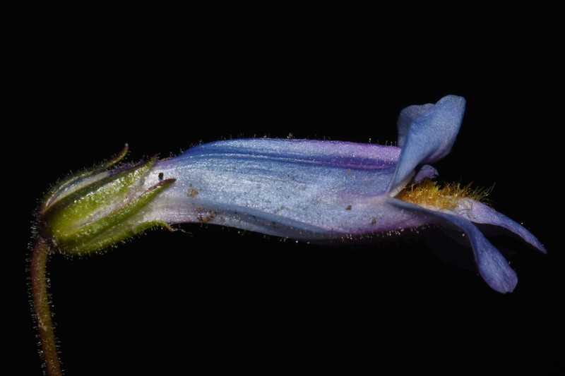 Griffin's Beardtongue photo 7