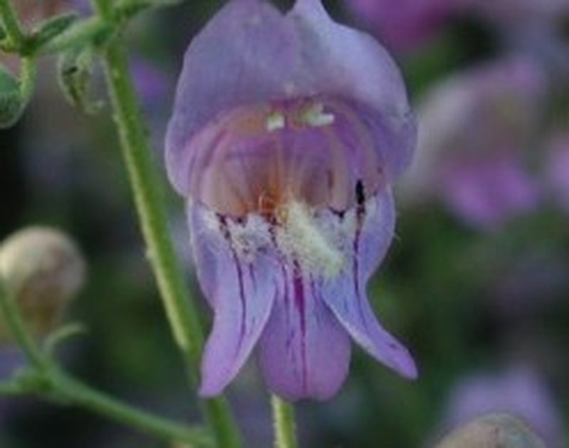 Grinnell's Beardtongue
