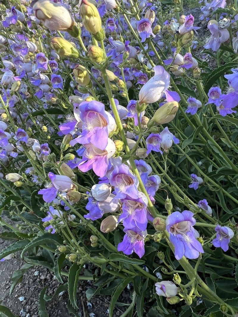 Grinnell's Beardtongue photo 2