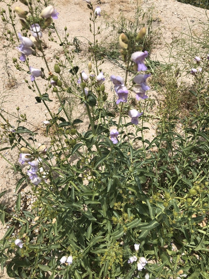 Grinnell's Beardtongue photo 3