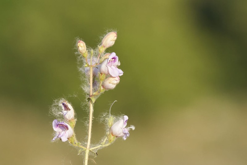 Grinnell's Beardtongue photo 4