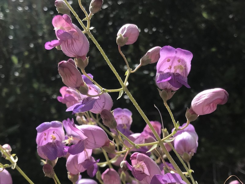 Grinnell's Beardtongue photo 5