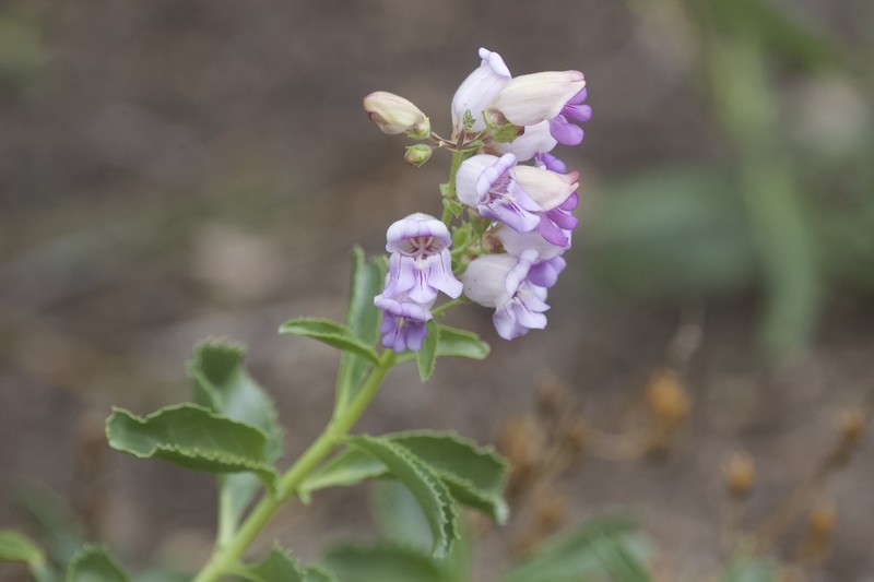 Grinnell's Beardtongue photo 6