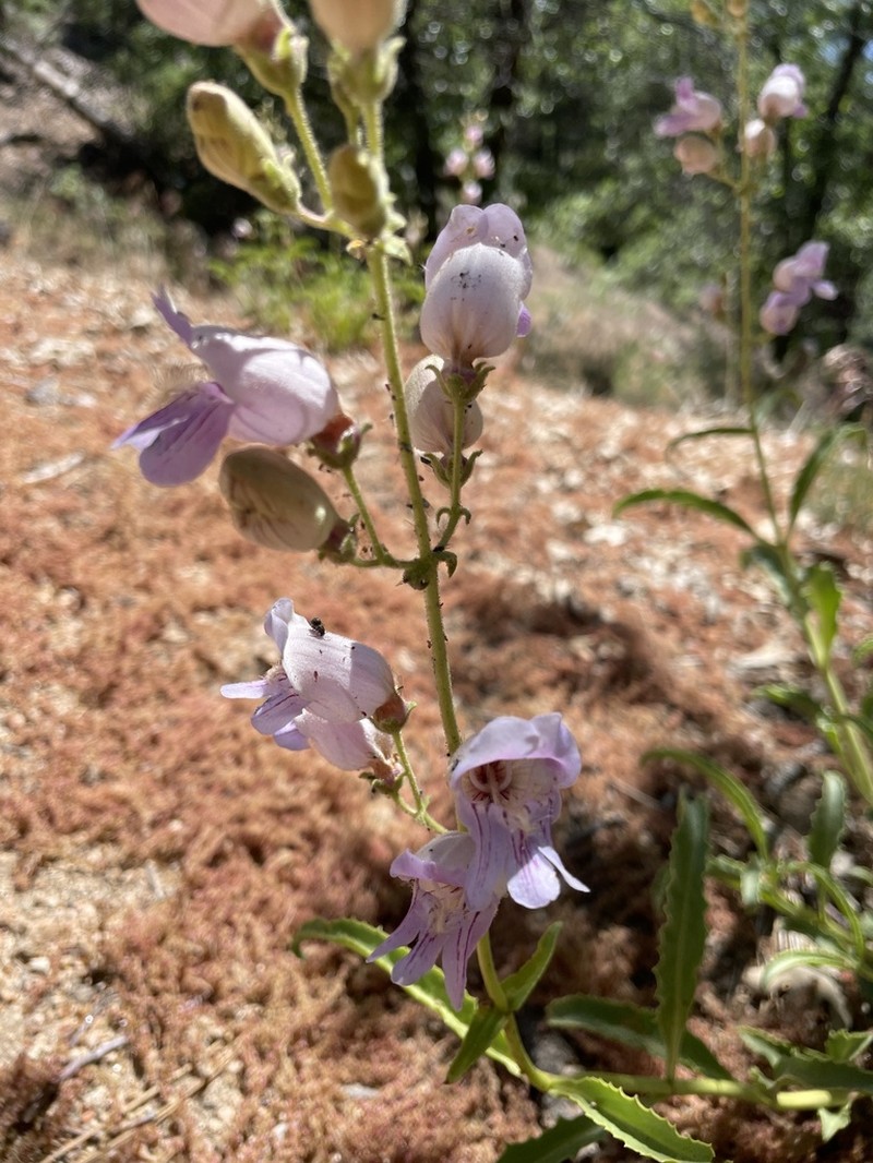 Grinnell's Beardtongue photo 7