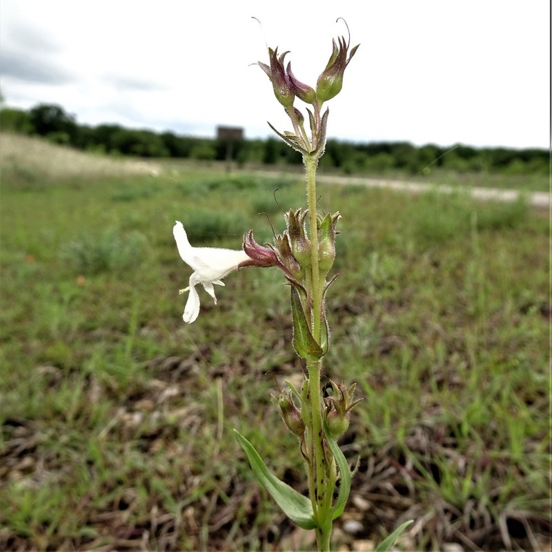 Guadalupe Beardtongue