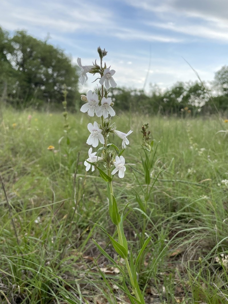 Guadalupe Beardtongue photo 2